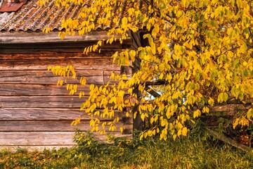 Fototapeta premium Rural landscape with a wall of an old wooden structure made of logs and yellow autumn foliage.