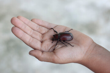 Dynastinae or stag beetle in hand of a child.