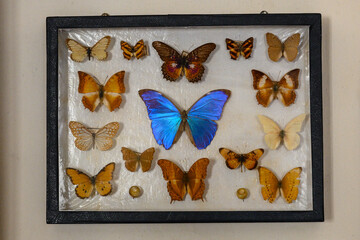 Collection of butterflies in a showcase on the wall.