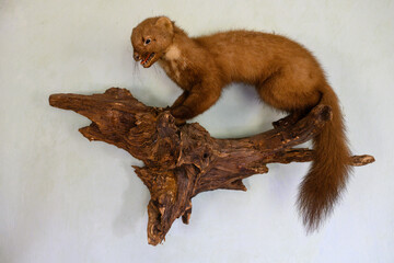 Stuffed brown marten on a branch hanging on the wall.