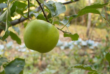 Apple fruit in the tree ready to pick, benefits of apples concept