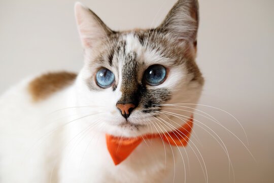 White blue eyed cat in orange bow tie, portrait on white background