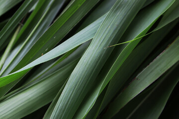 Obraz na płótnie Canvas closeup of Green Leaves