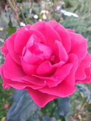 pink rose in garden