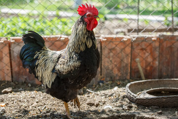 big cock on the poultry farm