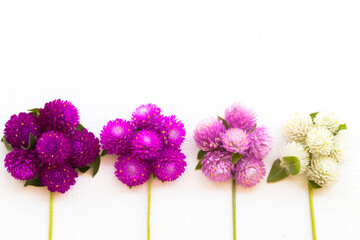 colorful flowers amaranth purple ,pink and white color local flora of asia arrangement flat lay...