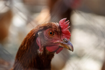 domestic poultry, chickens behind the fence