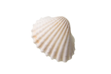 Shell isolated on white