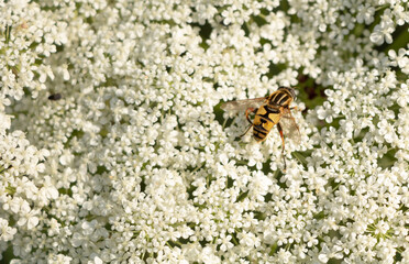 Bombyliidae fly on a white flower, insects pollinate flowers concept