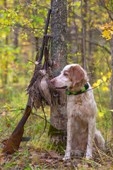 Hunting for a woodcock with the English setter.  Real hunt. Portrait of a hunting dog with...
