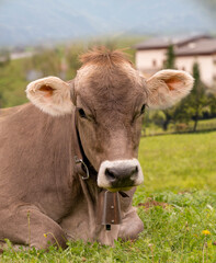 close-up of a cow in a mountain meadow