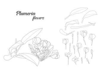 hand drawn illustration of  Plumeria flowers with elements set 