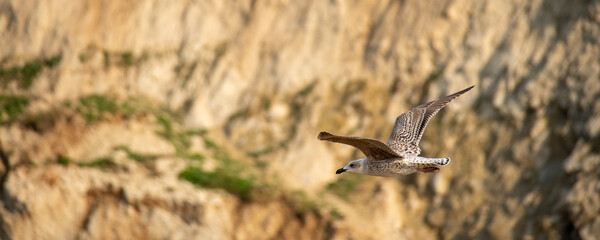 Jeune Goéland en vol