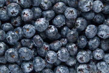 Organic blueberry background. Fresh Bilberries. Close-up background. Background from freshly picked blueberries