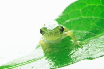 カエルと葉っぱ