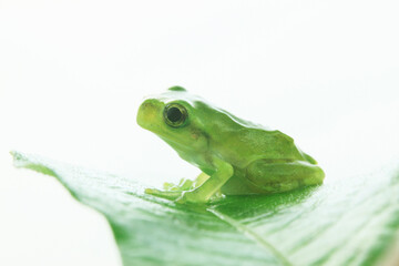 カエルと葉っぱ