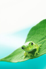 カエルと葉っぱ