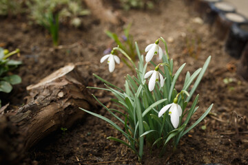 white flowers blossomed in the garden