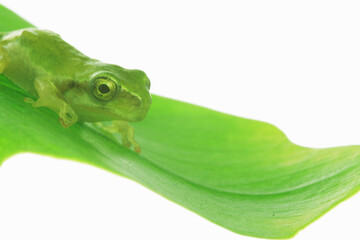 カエルと葉っぱ