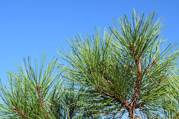 pine tree branches against blue sky