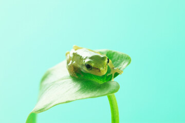 カエルと葉っぱ