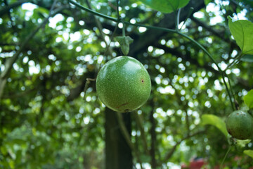A passion fruit green bark that has been branched.
