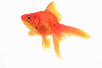 Obraz premium 金魚