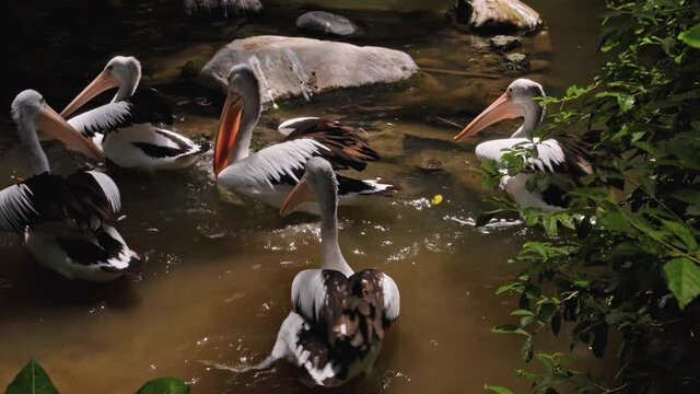 Flocks of large Australian pelicans in the water fishing in their usual habitat