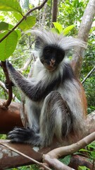 Affe