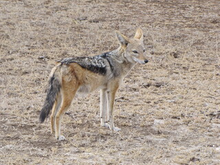 Fototapeta premium Black-backed Jackal