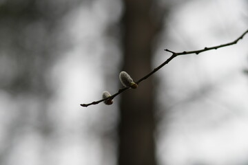 branch of a tree