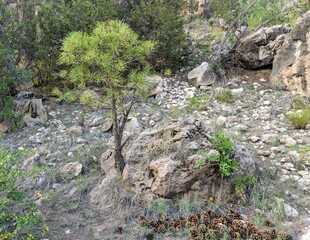 Small Pine tree in rock