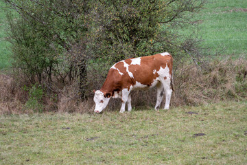 brown and white cow grazing in a meadow