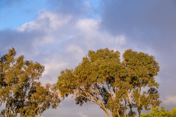 Fototapeta premium Overcast and moody skyline with large trees image for background use in horizontal format