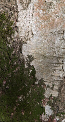 Vertical close-up of old birch tree bark with green moss. Wood pattern. Natural Background/Textures