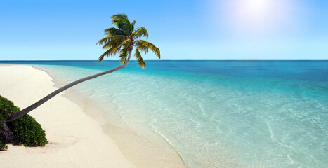 Fototapeta na wymiar Lone palm tree on an empty tropical island beach