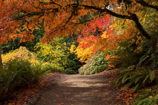 Lush, vibrant fall colors in Washington Park Arboretum in Seattle
