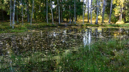Autumn lake in the forest