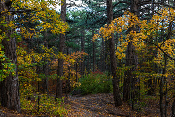 Obraz premium Autumn mixed forest. Forest of deciduous and pine trees. Yellow, orange, green, red shades of foliage. Dense impenetrable forest. Tall tree trunks. Autumn natural background.