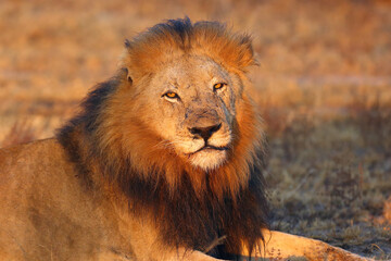 The Transvaal lion (Panthera leo krugeri), also known as the Southeast African lion, portrait of the big males with a dark mane at sunset. Big lion at rest.