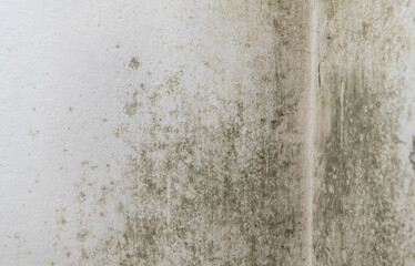 Schimmelflecken an einer Wand