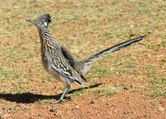 Greater Roadrunner Geococcyx californianus