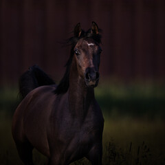 Portrait of a young chestnut arabian horse in motion closeup on dark background