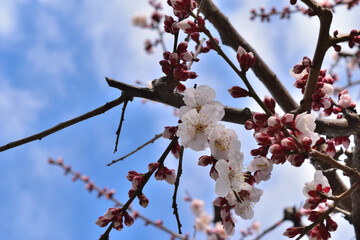 湯島天神の梅