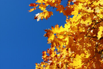 Golden autumn leaves on a maple tree against a bright blue Sunny sky and space for text on the left. Indian summer. Space for text. Warm September. Autumn background.