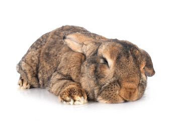 Flemish Giant rabbit