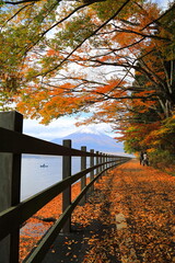 富士山を望む秋の山中湖畔の遊歩道（横）