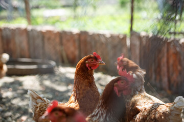 domestic poultry, chickens behind the fence