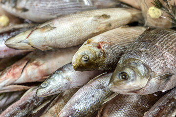 A large pile of freshly frozen fish on a store counter.