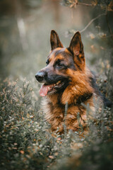 german shepherd dog